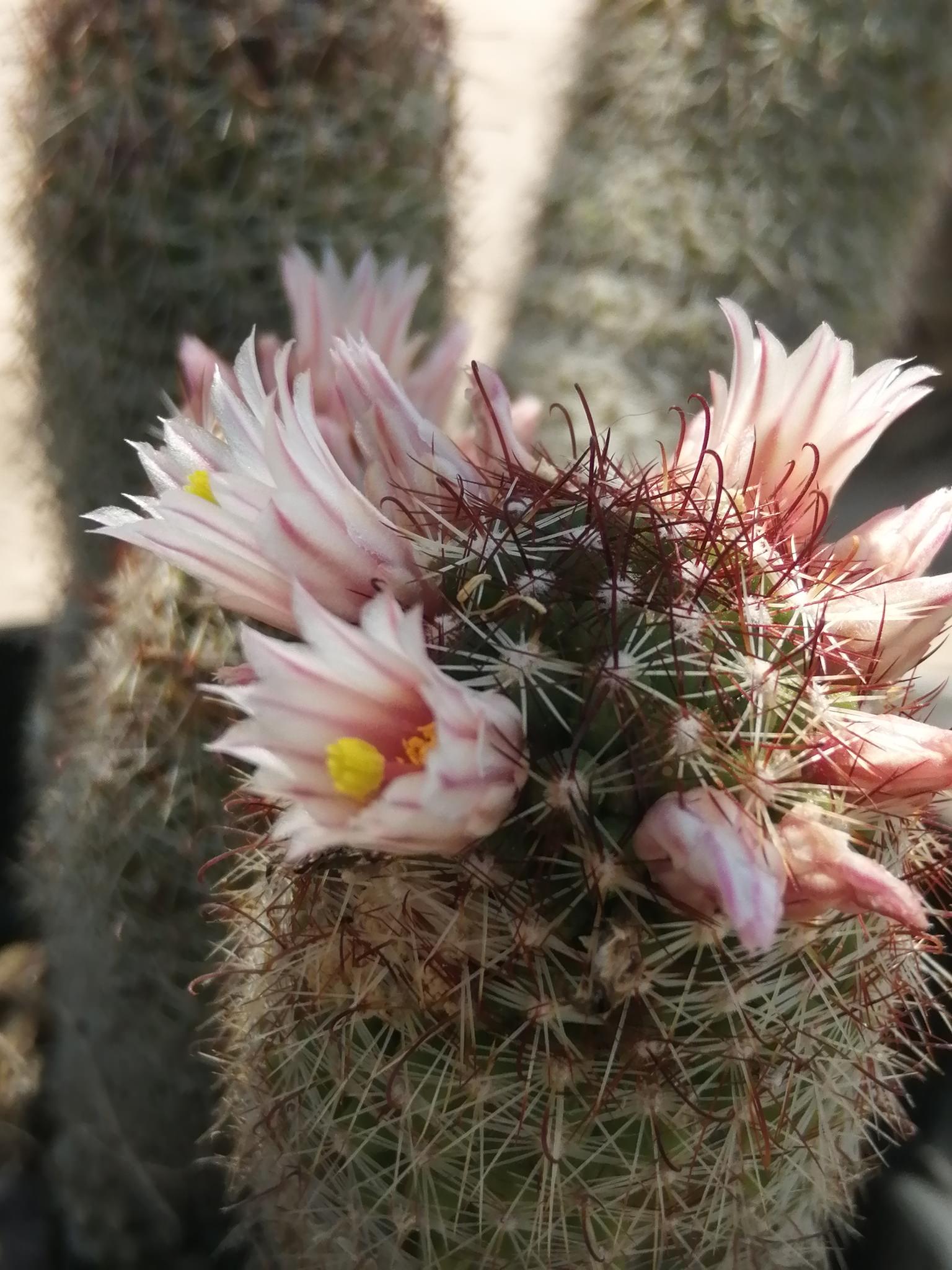 Mammillaria armillata